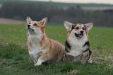 CORGI PEMBROKE 1376